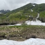雪と水芭蕉　栂池自然園　スポーツカー・オープンカー専門レンタカー　ファインドライブ安曇野